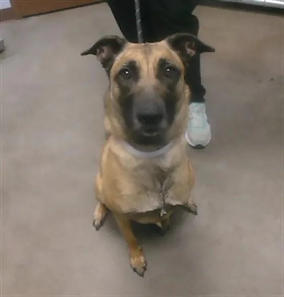 A young large-sized female Belgian Shepherd / Malinois dog named Cara for adoption in Phoenix, AZ
