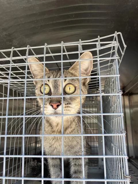 A young small-sized male Domestic Short Hair cat named Max for adoption in Dallas, TX