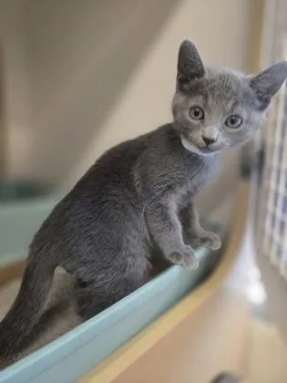 A baby small-sized male Domestic Short Hair cat named Valen for adoption in Knoxville, TN