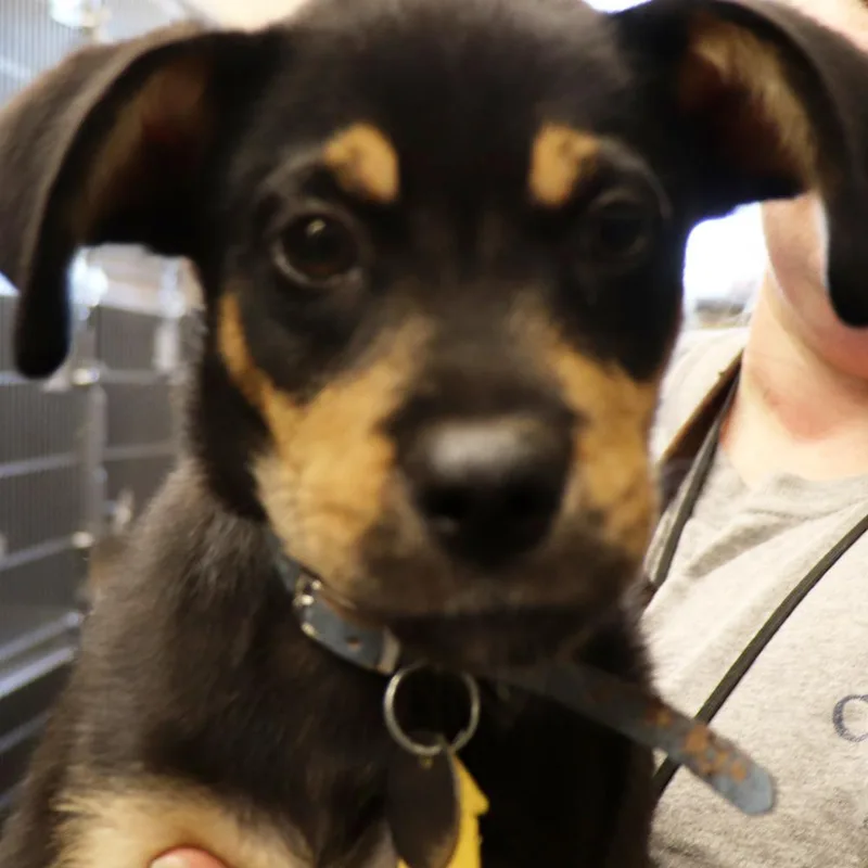 A baby small-sized male Tricolor (Brown, Black, & White) Mixed Breed dog named Kirby for adoption in Port Washington, NY