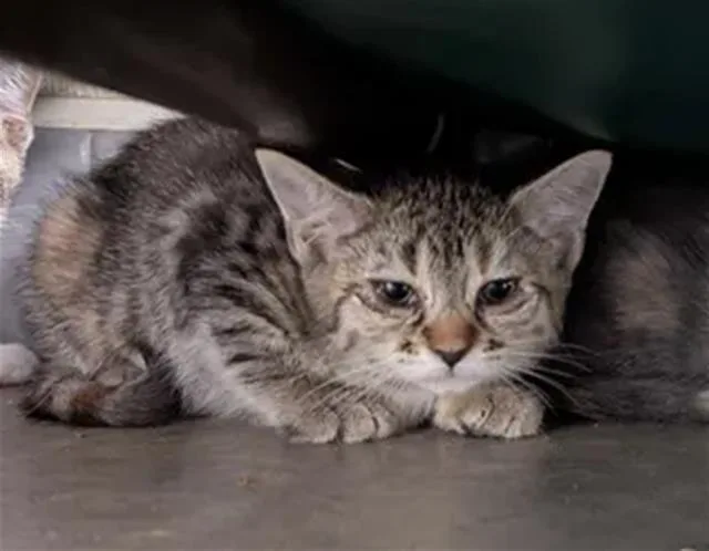 A baby small-sized male Domestic Medium Hair cat named Kismet for adoption in Brunswick, GA