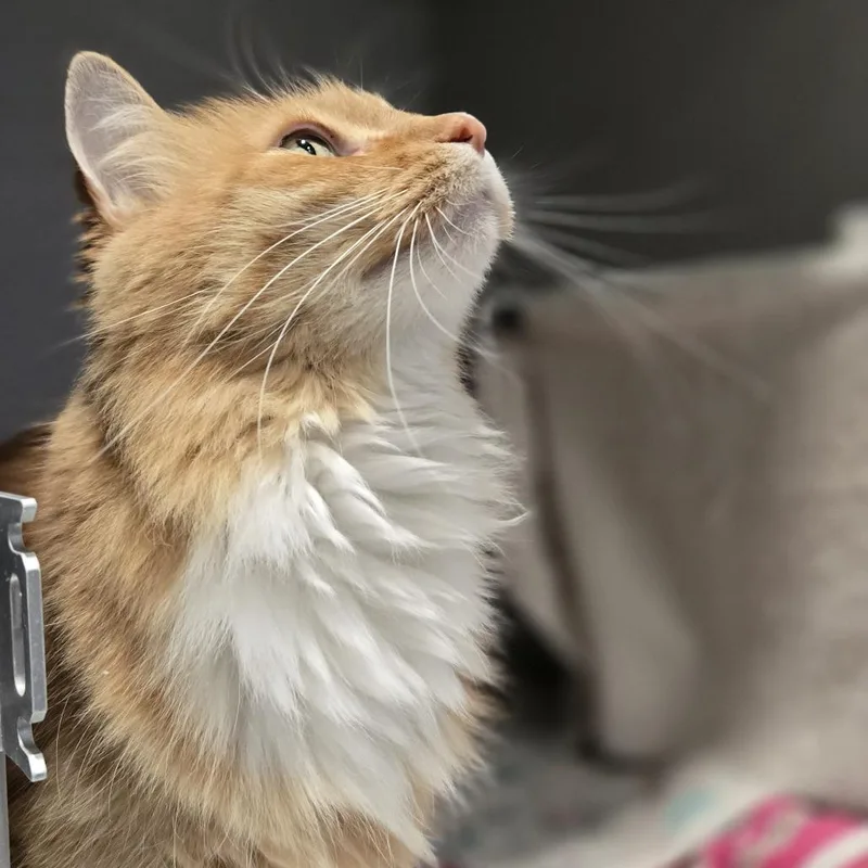 A senior medium-sized male Domestic Medium Hair cat named Louie for adoption in Pittsburgh, PA
