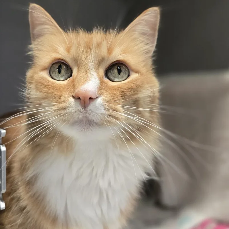 Louie thumbnail 2