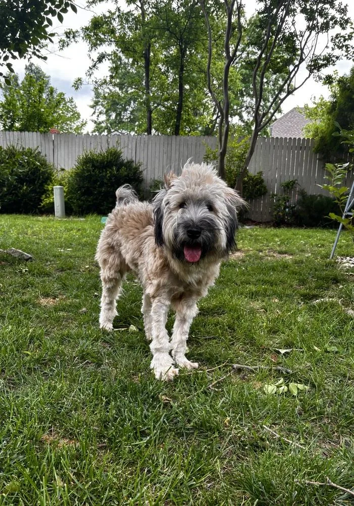 Elphie