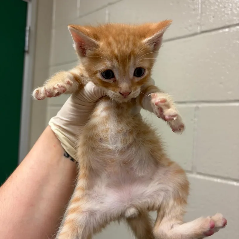 A baby small-sized female Orange / Red Domestic Short Hair cat named Queso for adoption in Reno, NV