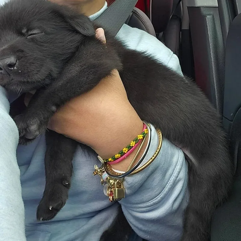 A baby medium-sized male Black Mixed Breed dog named Acker Earth C for adoption in Allen, TX