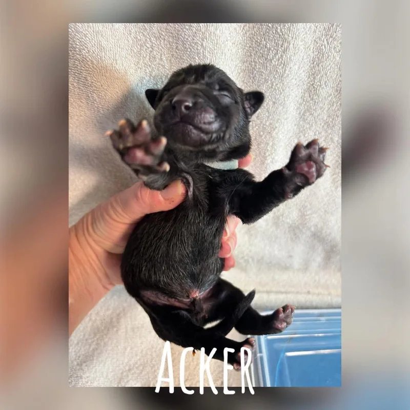Acker Earth C thumbnail 3