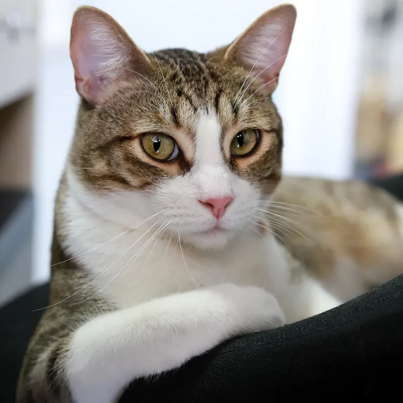 Grizzly Bear thumbnail 2