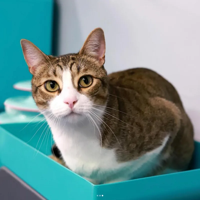 Grizzly Bear thumbnail 3