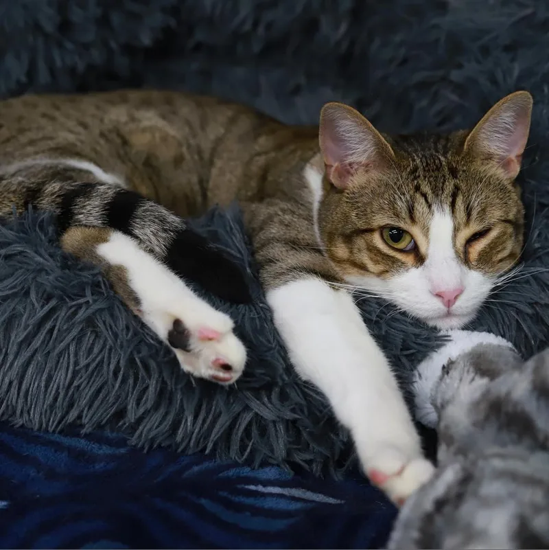 Grizzly Bear thumbnail 4