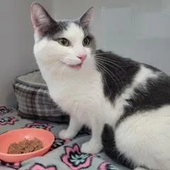 An adult medium-sized female Gray / Blue / Silver Domestic Short Hair cat named Violacomes With Vet Care for adoption in Green Valley, AZ