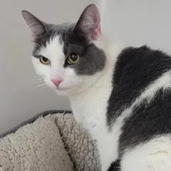Violacomes With Vet Care thumbnail 2