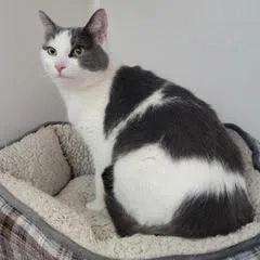 Violacomes With Vet Care thumbnail 3