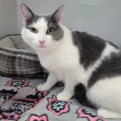 Violacomes With Vet Care thumbnail 4