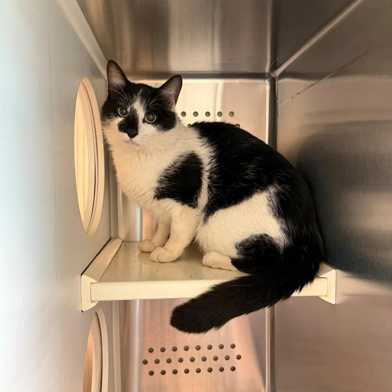 A young medium-sized male Black Domestic Medium Hair cat named Felton for adoption in Norman, OK