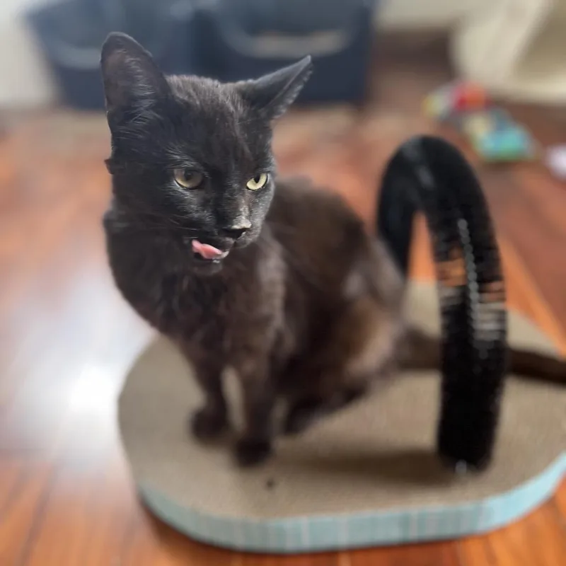 An adult medium-sized female Black Domestic Short Hair cat named Pigeon for adoption in Milwaukee, WI