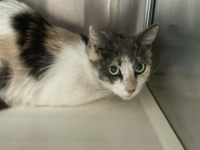 A young medium-sized female Domestic Short Hair cat named Figgy for adoption in Tustin, CA