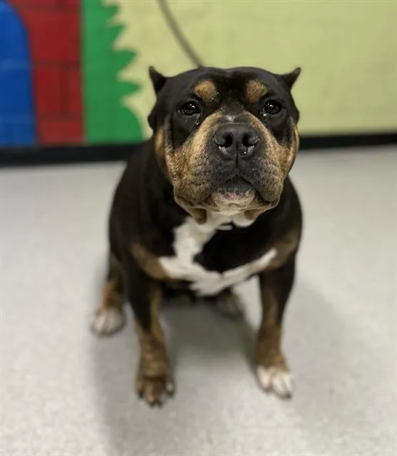 An adult medium-sized female Pit Bull Terrier dog named Crepe for adoption in Indianapolis, IN