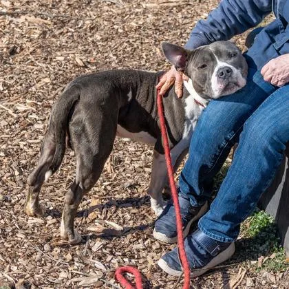 An adult large-sized male Mixed Breed dog named Burly for adoption in Chamblee, GA