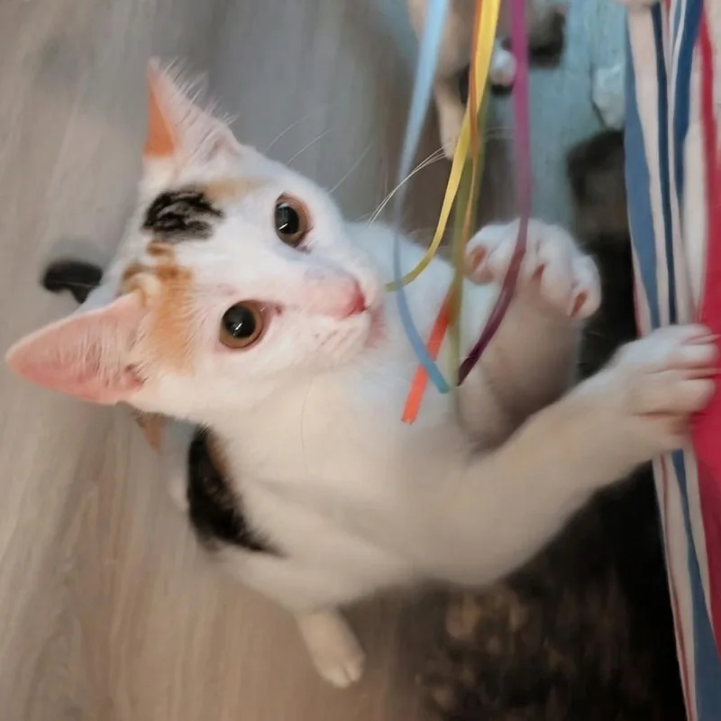 A baby small-sized female Calico Domestic Short Hair cat named Lucy for adoption in Long Beach, CA