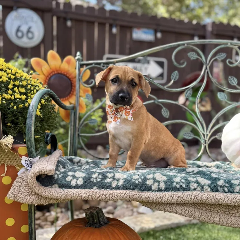 A baby small-sized male Dachshund dog named Jackson & Jordan for adoption in Northampton, MA