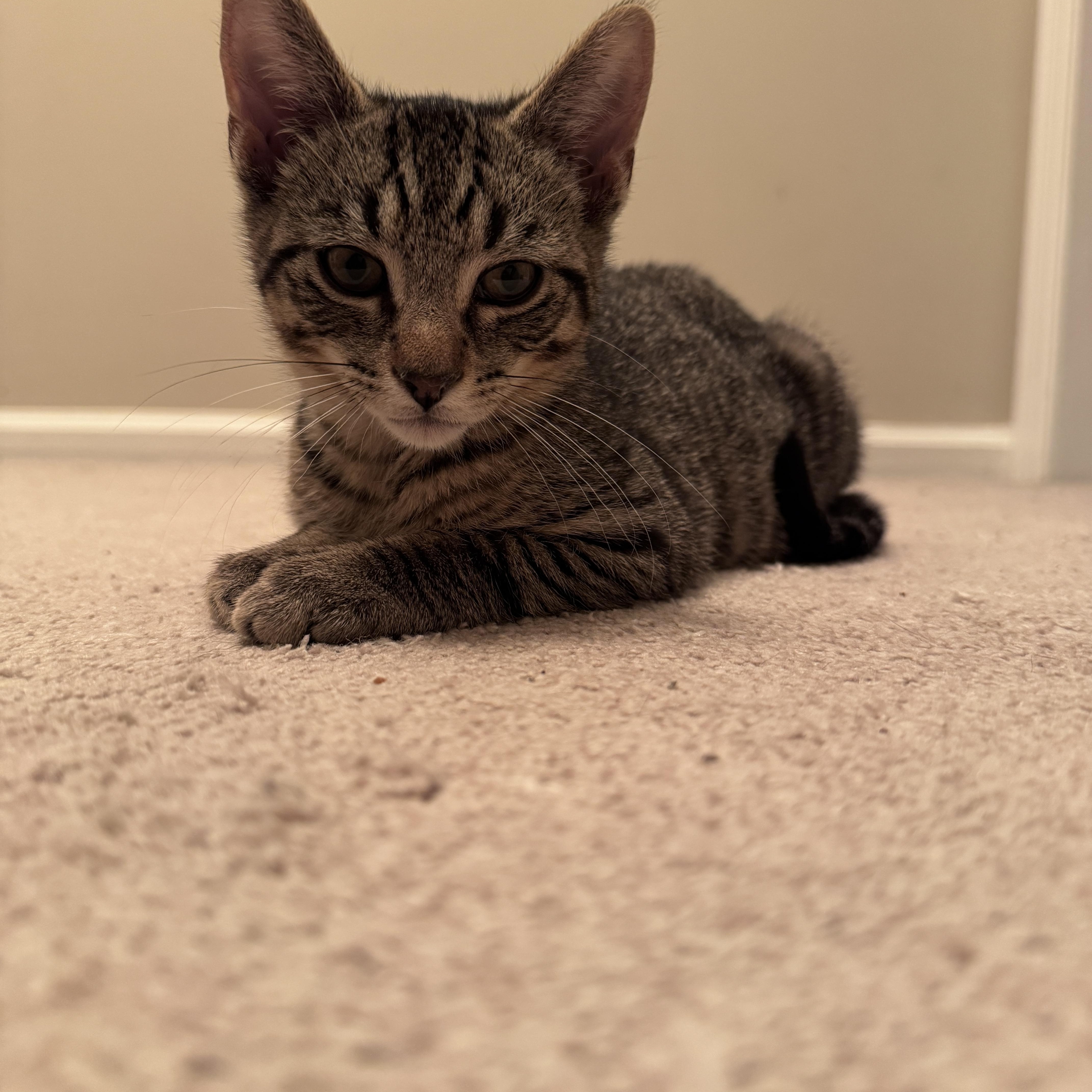 A young small-sized male Tabby (Brown / Chocolate) Domestic Short Hair cat named Doug for adoption in Pottstown, PA