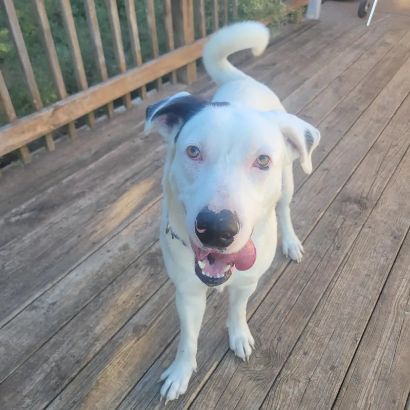An adult large-sized male White / Cream Labrador Retriever dog named Eddy for adoption in Waco, TX