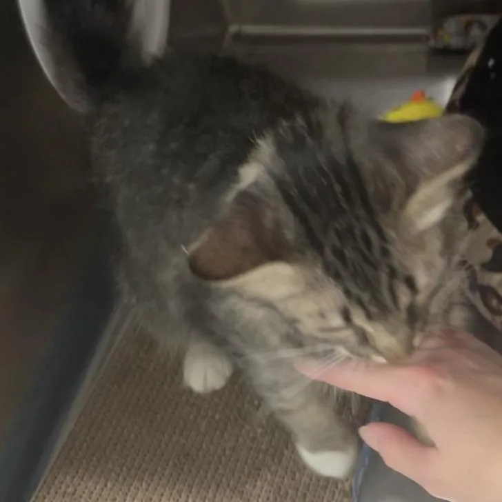 An adult medium-sized female Gray / Blue / Silver Domestic Long Hair cat named Kellogg's for adoption in Richmond Hill, GA