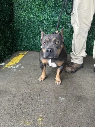 An adult medium-sized female Pit Bull Terrier dog named 61784933 for adoption in El Paso, TX