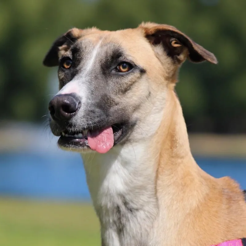 A young medium-sized female Shepherd dog named Kendall for adoption in Houston, TX