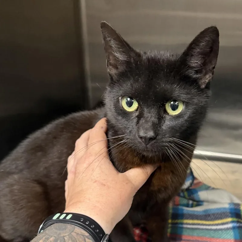 An adult medium-sized female Black Domestic Short Hair cat named Myrica for adoption in Marion, VA