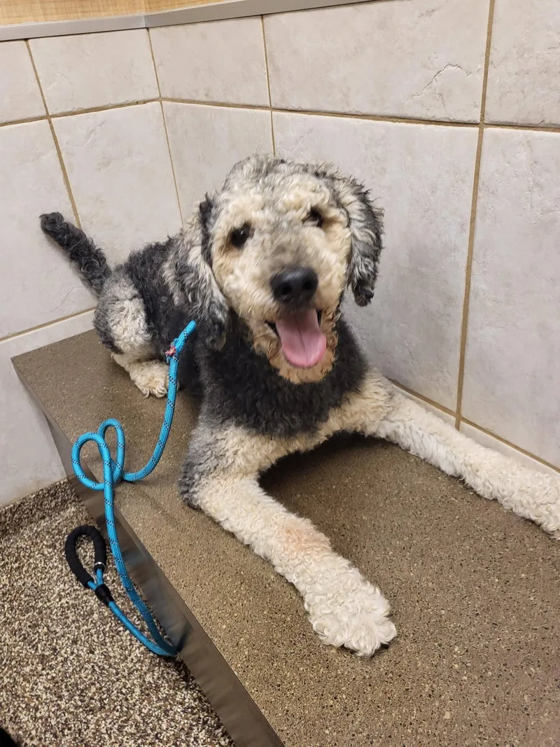A young medium-sized male Gray / Blue / Silver Airedale Terrier dog named Winston for adoption in Salisbury, NC
