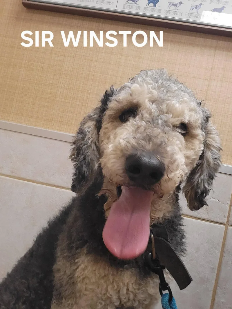 Winston thumbnail 3