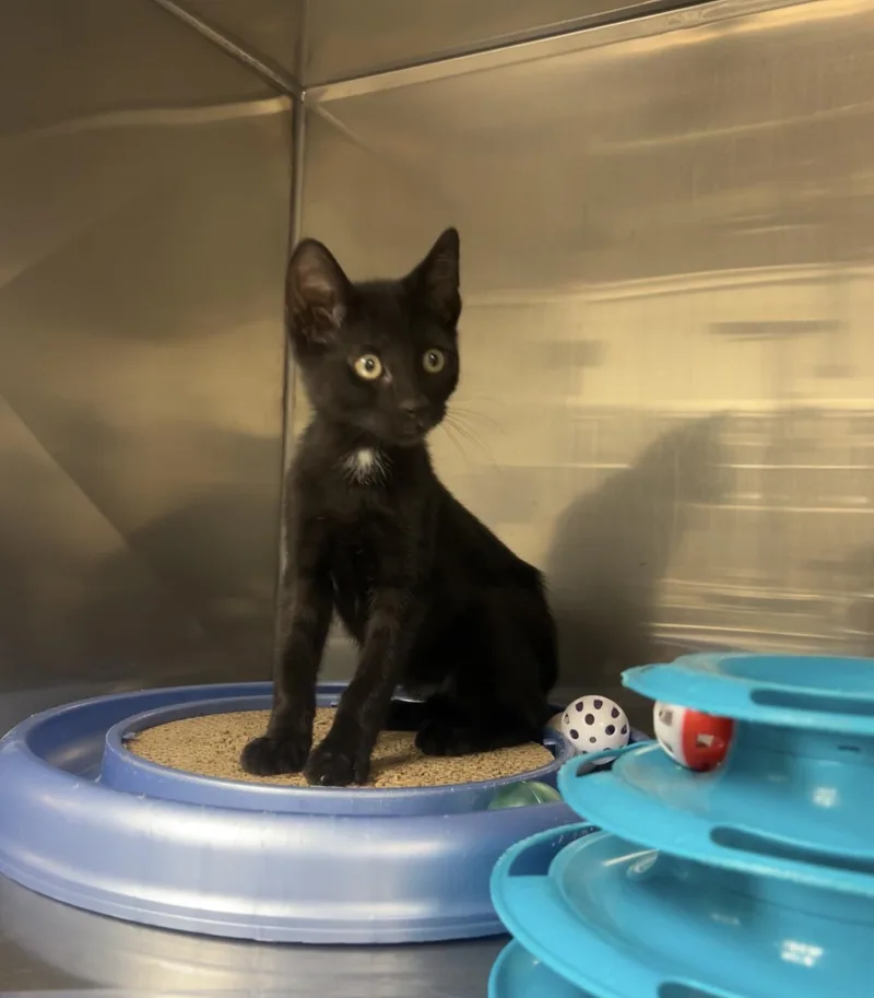 A baby medium-sized male Black Domestic Short Hair cat named Elm for adoption in Montville, NJ