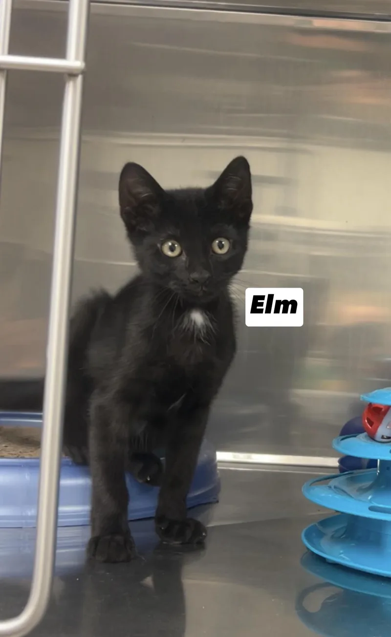 Elm thumbnail 3