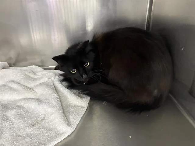 A young large-sized male Domestic Medium Hair cat named Marco for adoption in Salinas, CA