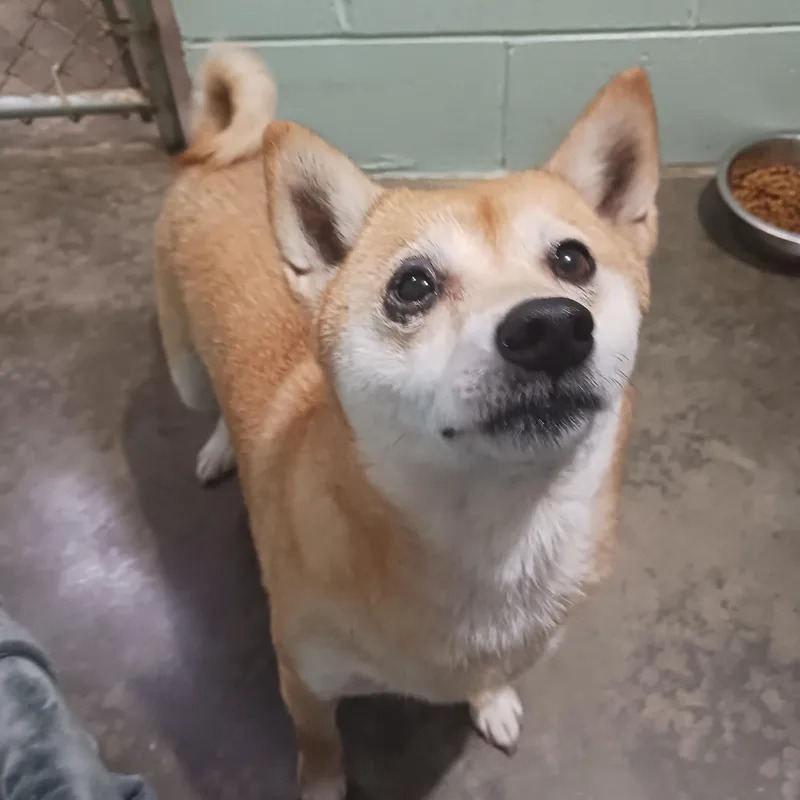An adult medium-sized female Shiba Inu dog named Gamora for adoption in Saint Marys, WV
