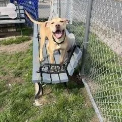 Bruno