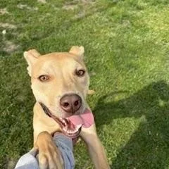 Bruno thumbnail 2