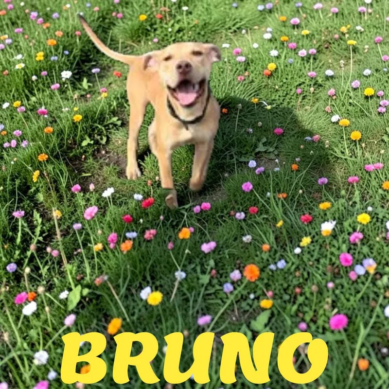 Bruno thumbnail 3