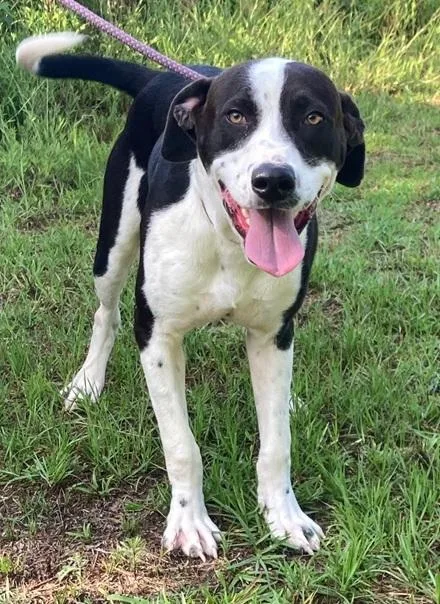 An adult medium-sized male Pointer dog named Justin for adoption in Manning, SC