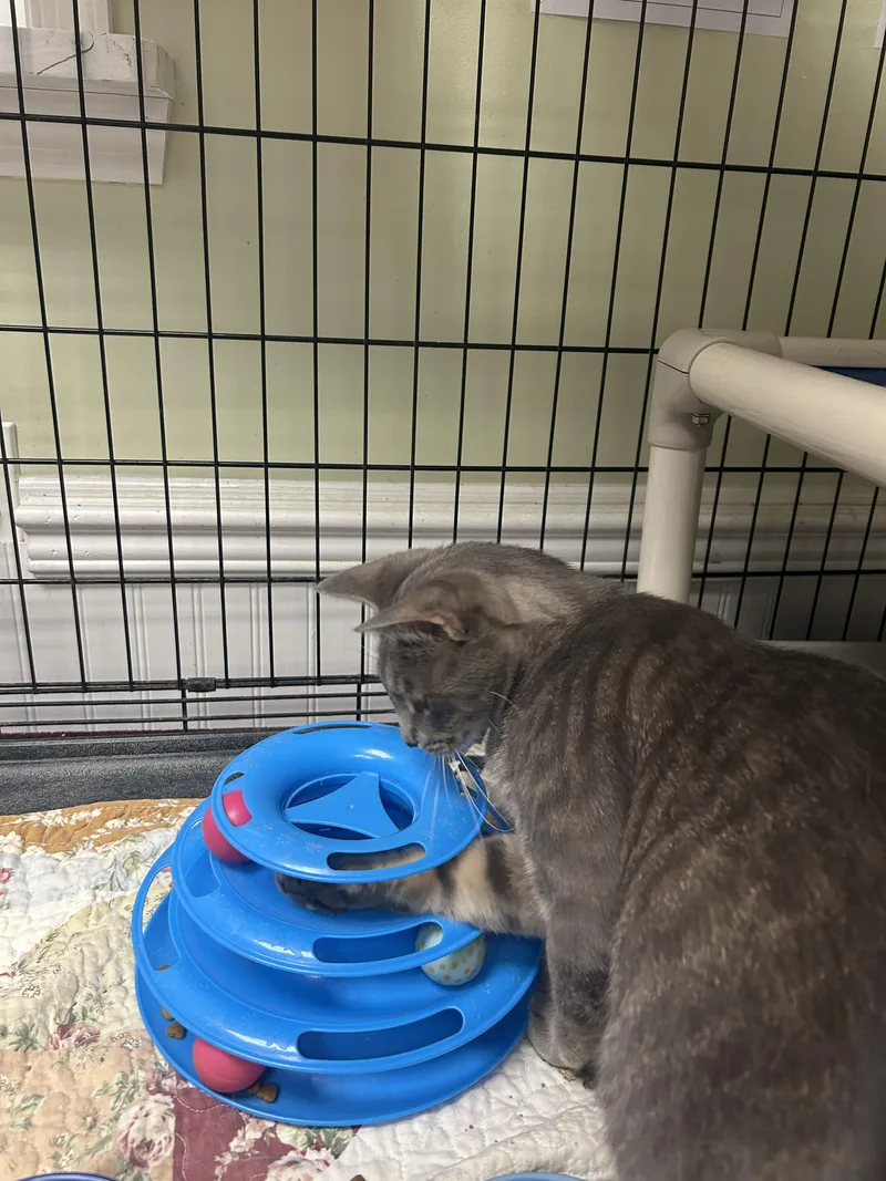 A young medium-sized male Gray / Blue / Silver Domestic Short Hair cat named Ace for adoption in Cape May, NJ