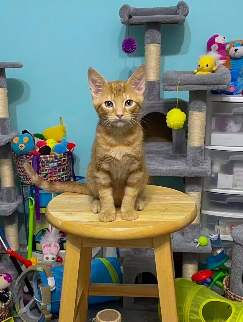 A baby medium-sized male Orange & White Domestic Short Hair cat named Tarzan for adoption in St. Cloud, FL
