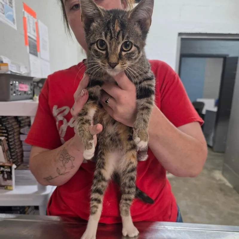 A baby small-sized female Brown / Chocolate Domestic Short Hair cat named Brizaya for adoption in Clanton, AL