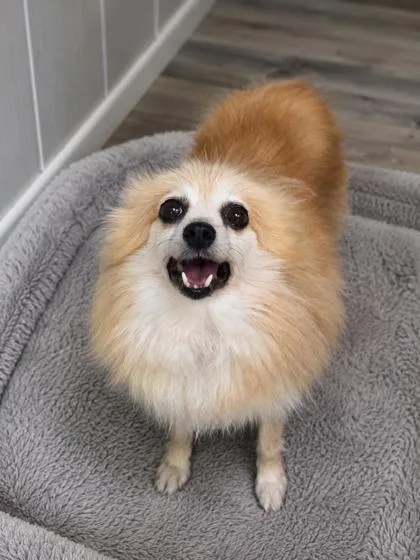 An adult small-sized female Pomeranian dog named Bliss for adoption in Kinzers , PA