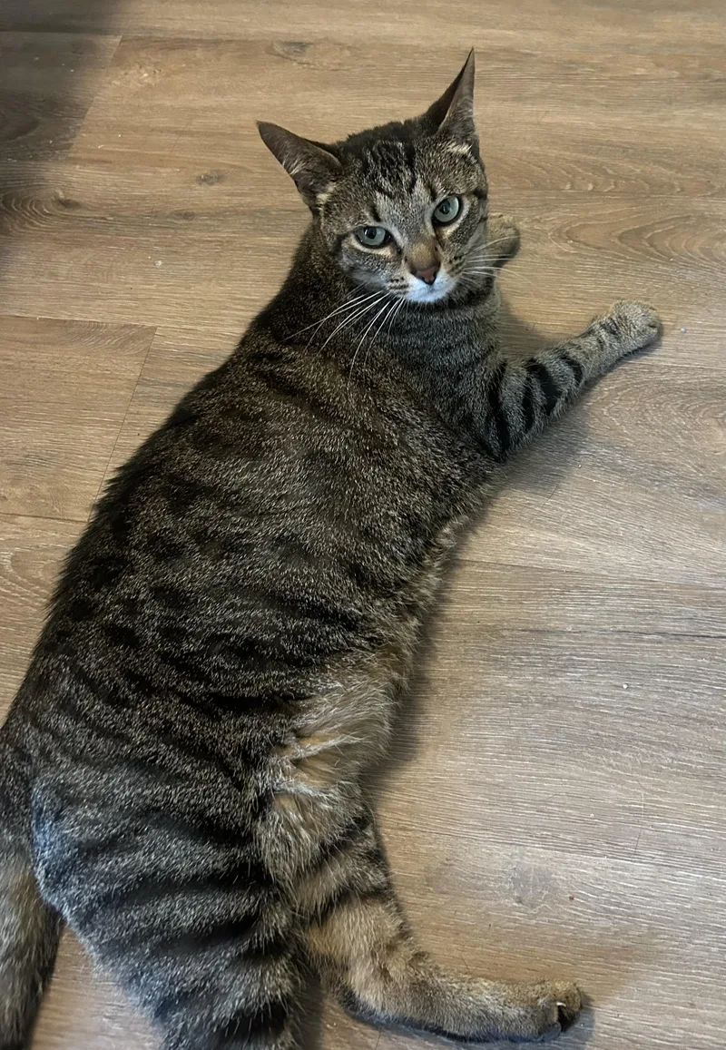 An adult medium-sized female Domestic Short Hair cat named Kegan for adoption in Maineville, OH