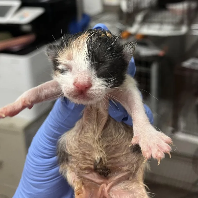 A baby small-sized female White Domestic Short Hair cat named Paprika for adoption in Edinburg, TX
