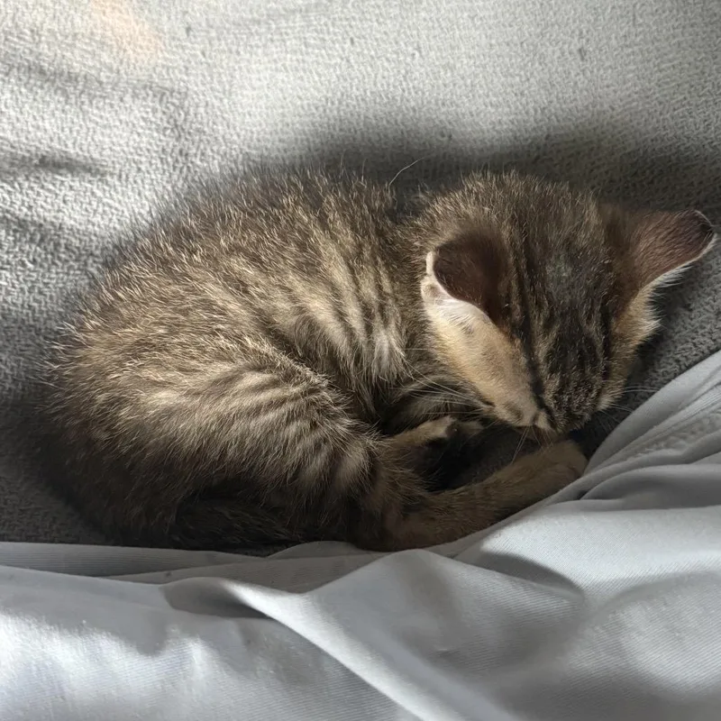 A baby small-sized male Brown / Chocolate Domestic Short Hair cat named Henry for adoption in San Antonio, TX