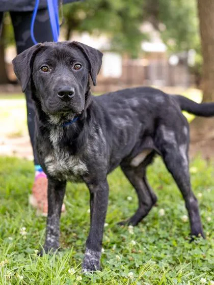 A young large-sized male Mixed Breed dog named Bandicoot for adoption in Chamblee, GA