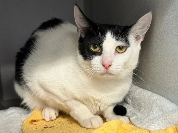 A young medium-sized female Domestic Short Hair cat named Marie for adoption in New York, NY